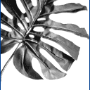 Feuille de plante en noir et blanc